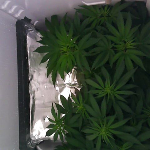 Runtz growlog timeline photo