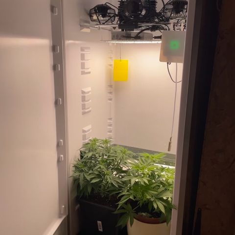 Runtz growlog timeline photo