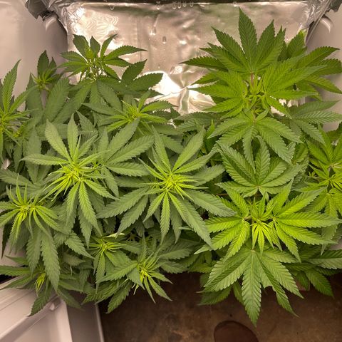 Runtz growlog timeline photo
