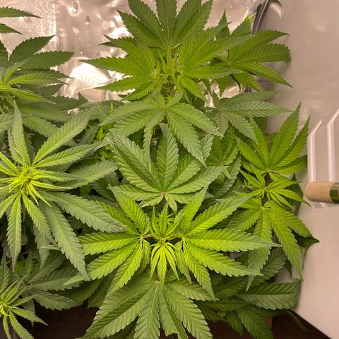 Lava Cake growlog timeline photo