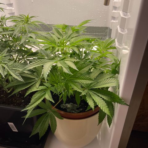 Lava Cake growlog timeline photo