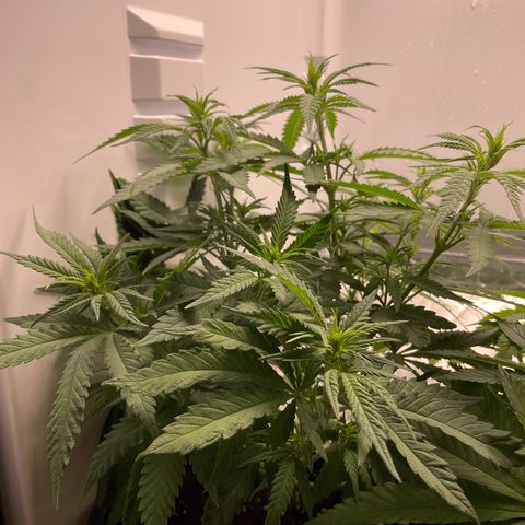 Runtz growlog timeline photo