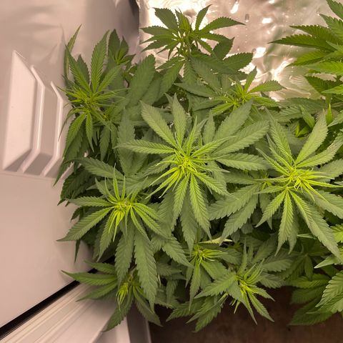 Runtz growlog timeline photo