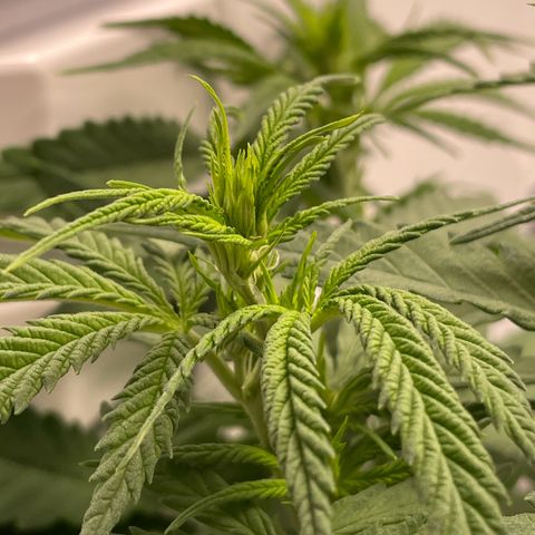 Runtz growlog photo: Erste Blütenstempel zeigen sich 