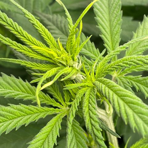 Runtz growlog photo: Erste Blütenstempel zeigen sich 