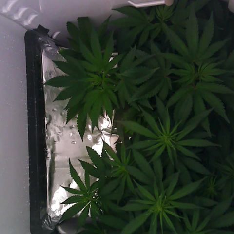 Runtz growlog timeline photo