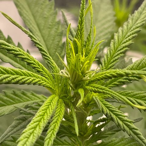 Runtz growlog timeline photo