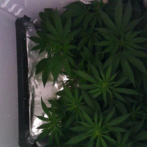 Runtz growlog timeline photo