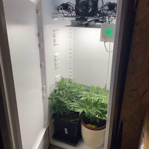 Runtz growlog timeline photo
