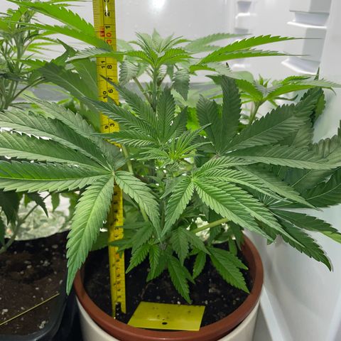 Lava Cake growlog timeline photo
