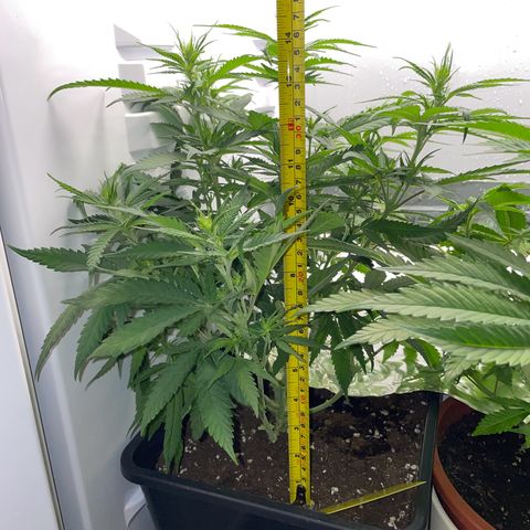 Runtz growlog timeline photo