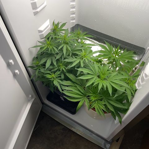 Runtz growlog timeline photo