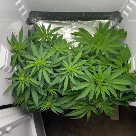 Runtz growlog timeline photo