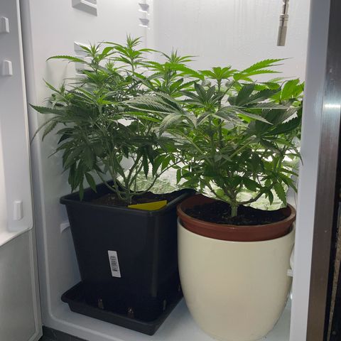 Runtz growlog timeline photo