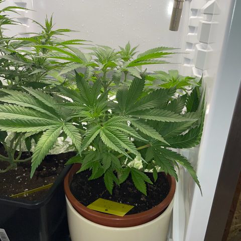 Lava Cake growlog timeline photo