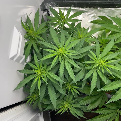 Runtz growlog timeline photo