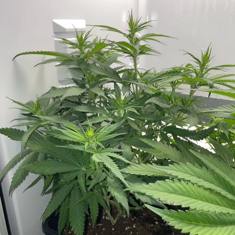 Runtz growlog timeline photo