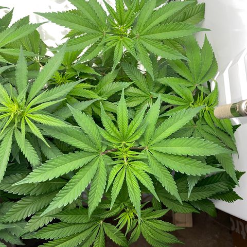 Lava Cake growlog timeline photo