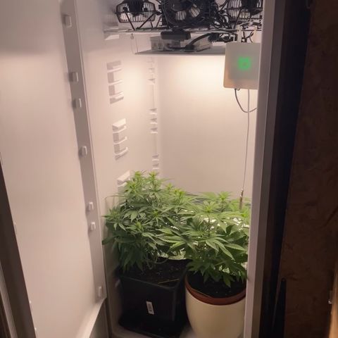 Runtz growlog timeline photo