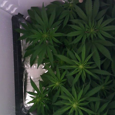 Runtz growlog timeline photo
