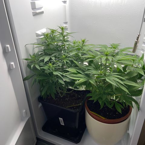 Runtz growlog timeline photo