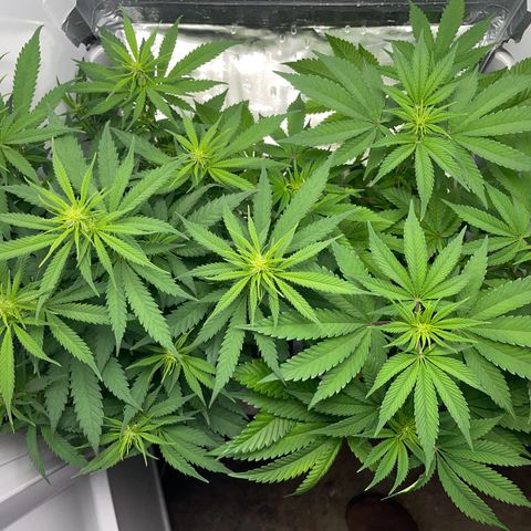 Runtz growlog timeline photo