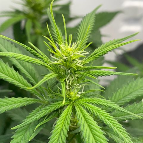 Runtz growlog timeline photo