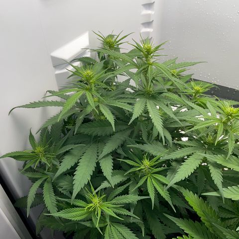Runtz growlog timeline photo