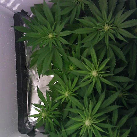 Runtz growlog timeline photo