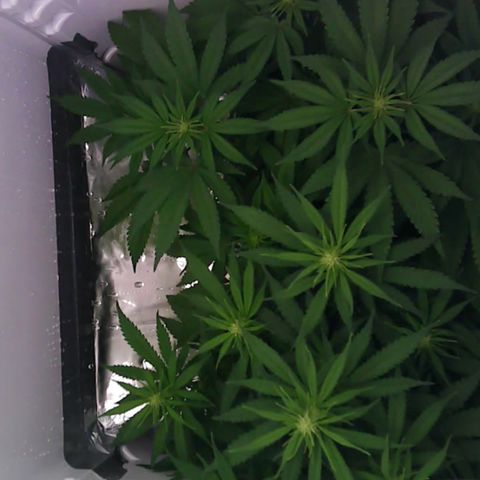Runtz growlog timeline photo