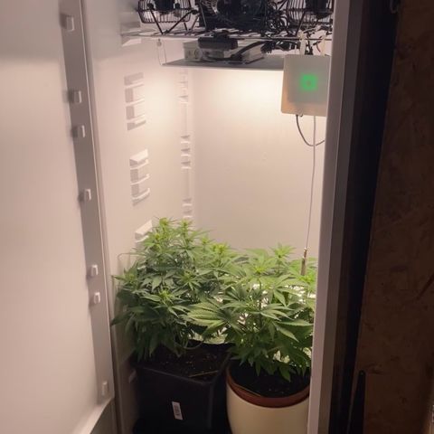 Runtz growlog timeline photo