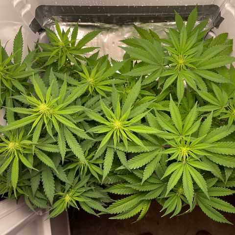 Runtz growlog timeline photo