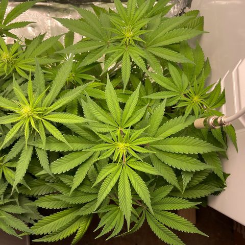 Lava Cake growlog timeline photo