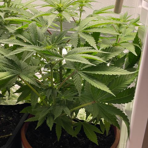 Lava Cake growlog timeline photo