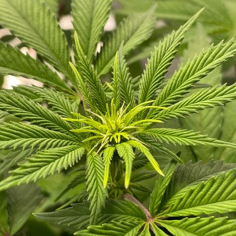 Lava Cake growlog timeline photo