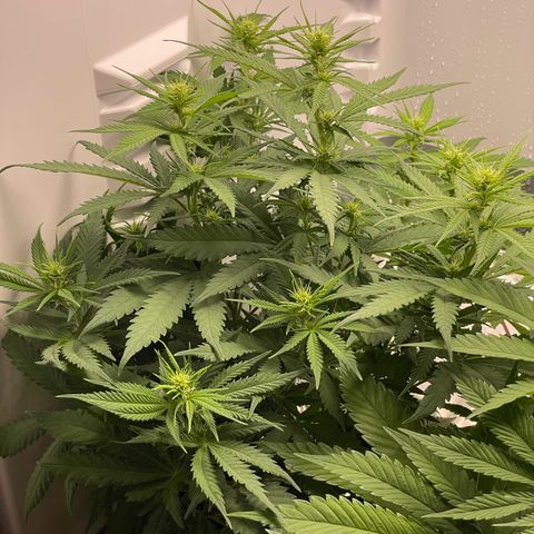 Runtz growlog timeline photo