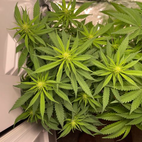 Runtz growlog timeline photo