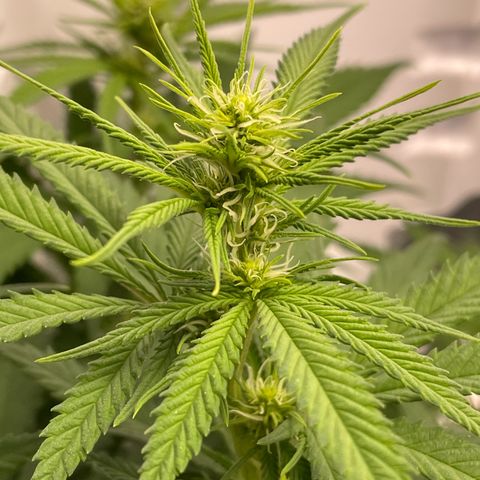 Runtz growlog timeline photo