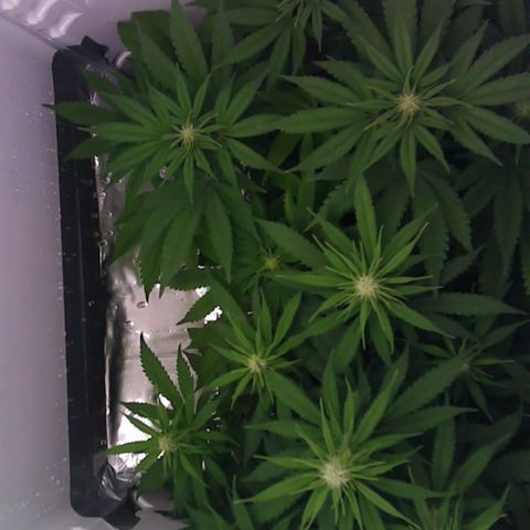 Runtz growlog timeline photo