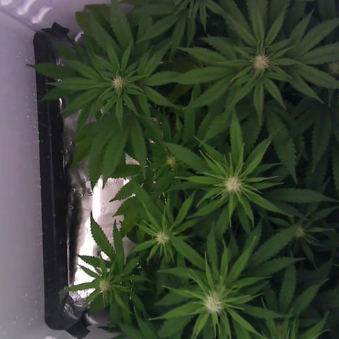 Runtz growlog timeline photo