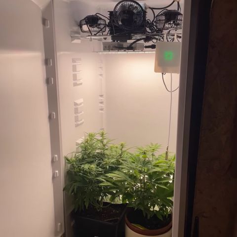 Runtz growlog timeline photo