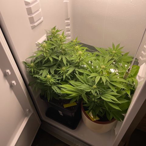 Runtz growlog timeline photo