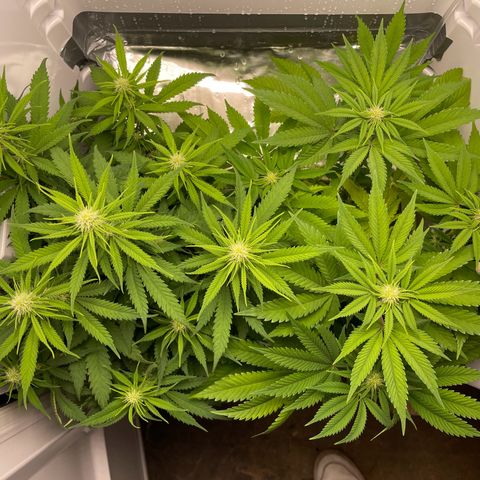 Runtz growlog timeline photo