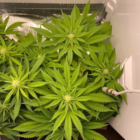 Lava Cake growlog timeline photo