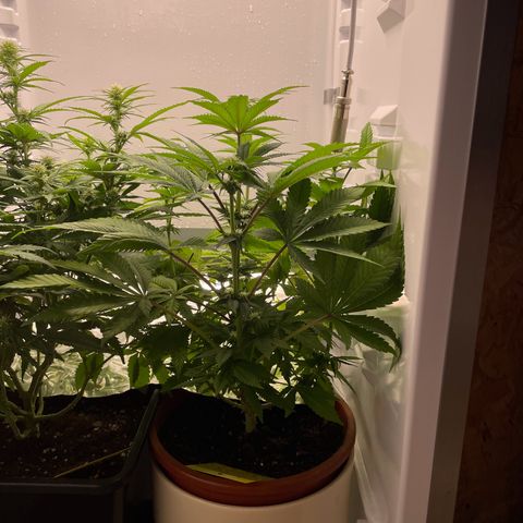 Lava Cake growlog timeline photo