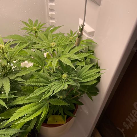 Lava Cake growlog timeline photo