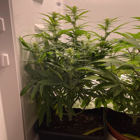 Runtz growlog timeline photo