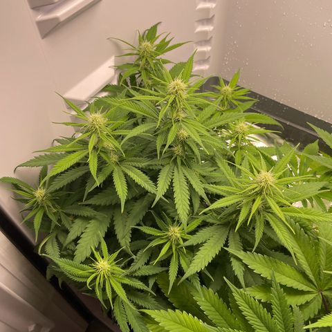 Runtz growlog timeline photo