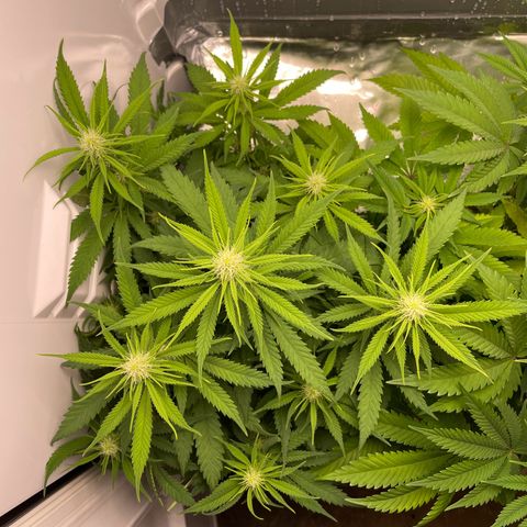 Runtz growlog timeline photo
