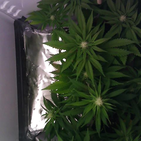 Runtz growlog timeline photo